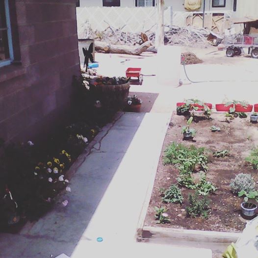Instagram photo of my garden. Check me out at sodbusterliving, on Instagram
